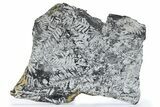 Fossil Seed Fern (Alethopteris) Plate - Pennsylvania #280537-1
